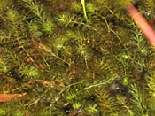 Aldrovanda vesiculosa