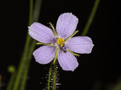 Byblis liniflora