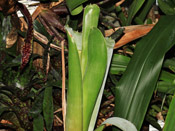 Brocchinia reducta