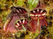 Cephalotus follicularis - Coalmine Beach