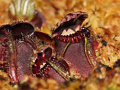 Cephalotus follicularis - Coalmine Beach