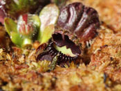 Cephalotus follicularis - Coalmine Beach