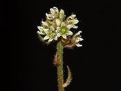 Cephalotus follicularis