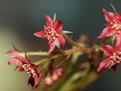 Drosera adelae