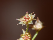 Drosera adelae