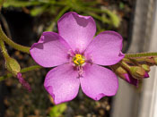 Drosera admirabilis