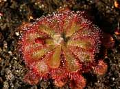 Drosera aliciae