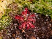 Drosera arenicola