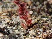 Drosera basifolia