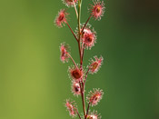 Drosera basifolia