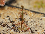 Drosera bicolor