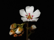 Drosera bicolor