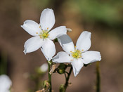 Drosera binata