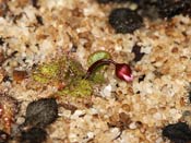 Drosera browniana