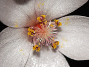 Drosera browniana