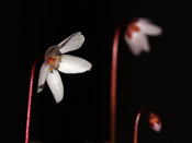 Drosera browniana