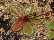 Drosera browniana