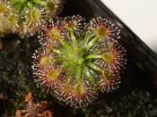 Drosera callistos x lasiantha