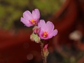 Drosera camporupestris