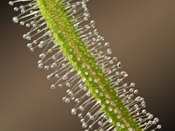 Drosera capensis