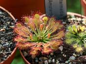 Drosera capillaris x intermedia