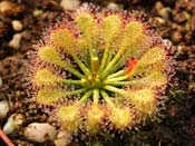 Drosera capillaris x intermedia