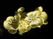 Drosera citrina