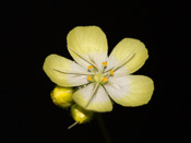 Drosera citrina