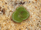 Drosera erythrorhiza