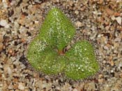 Drosera erythrorhiza