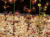 Drosera fimbriata