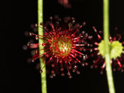 Drosera fimbriata