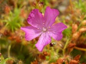 Drosera gibsonii