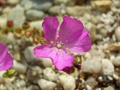 Drosera gibsonii