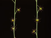 Drosera graniticola