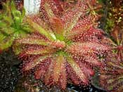 Drosera graomogolensis