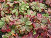 Drosera hamiltonii