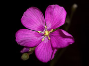 Drosera hamiltonii