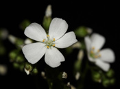 Drosera humilis