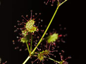 Drosera humilis