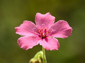 Drosera indica