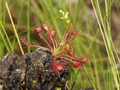 Drosera intermedia