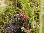 Drosera intermedia