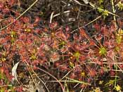 Drosera intermedia