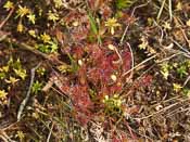 Drosera intermedia