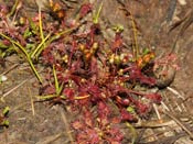 Drosera intermedia