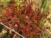 Drosera intermedia