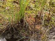 Drosera intermedia