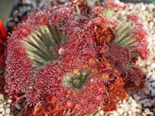 Drosera aff. lanata