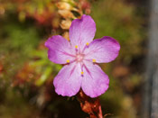 Drosera lasiantha